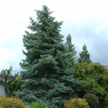 A striking blue spruce tree stands tall in a landscaped yard, its pyramidal shape contrasting with the rounded bushes and other evergreens in the background, under a cloudy sky.