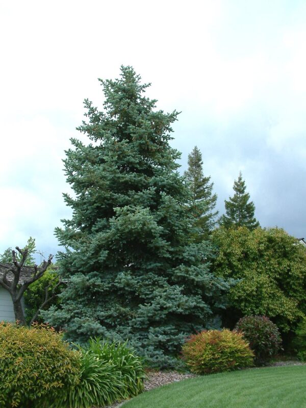 <i>Picea pungens</i> 'Glauca' - Image 3