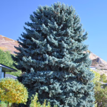 Majestic blue spruce tree stands tall against a clear blue sky, with mountains in the background. A house and other greenery are visible, adding depth to the landscape.