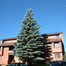 A tall, blue spruce tree stands prominently in front of a two-story, wood-paneled building under a clear blue sky. Cars are parked in front of the building.