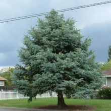 A beautiful blue spruce tree stands proudly on a green lawn, its distinctive blue-green needles catching the light. A white picket fence and a house are visible in the background under a cloudy sky.