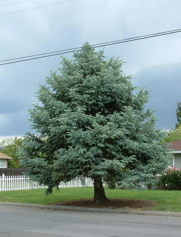 <i>Picea pungens</i> 'Glauca' - Image 6