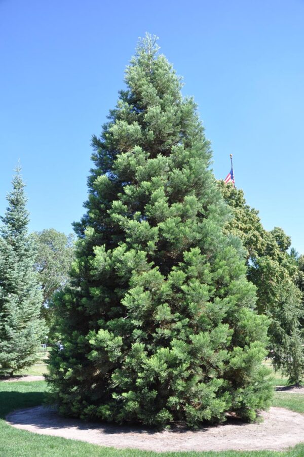 <i>Picea pungens</i> 'Glauca'