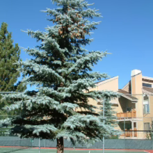 A striking blue spruce stands tall against a clear blue sky, its branches laden with cones. The tree is near a tennis court and a multi-story building, adding a touch of nature to the urban landscape.