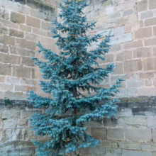 Blue spruce tree stands against a weathered stone wall, its silvery-blue needles creating a striking contrast. Green grass surrounds the base of the tree.