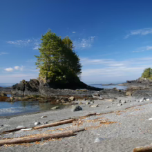 Rugged Pacific Northwest coastline with a small island of evergreen trees, rocky shore, driftwood logs on a sandy beach, and a clear blue sky.