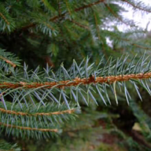 Close-up of a vibrant green spruce branch with sharp needles against a blurred, natural backdrop.
