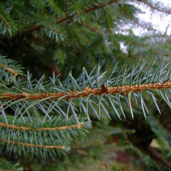 <i>Picea sitchensis</i> - Image 4