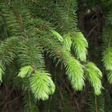 Close-up of spruce tree branches with vibrant, light green new growth. The soft needles create a fresh, spring-like feel.