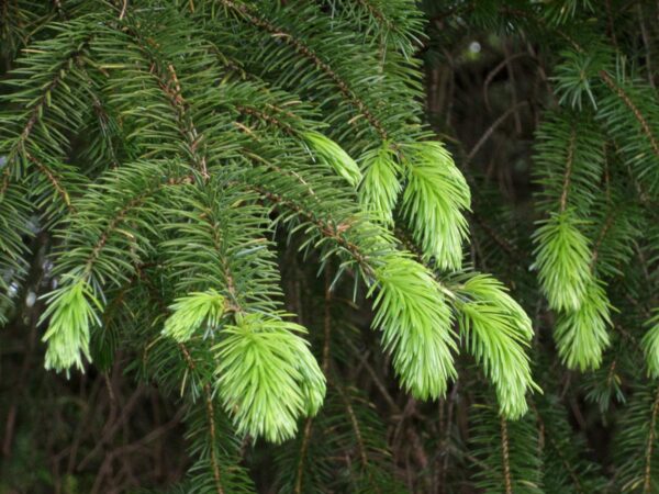 <i>Picea sitchensis</i> - Image 5