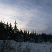 Snow-covered forest with tall evergreen trees silhouetted against a streaky, overcast sky. Winter landscape with a sense of quiet and cold.