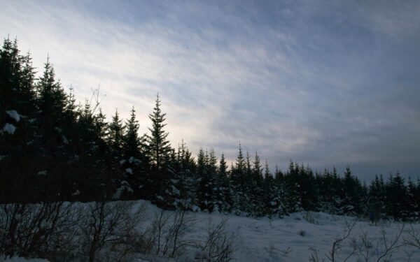 <i>Picea sitchensis</i> - Image 6
