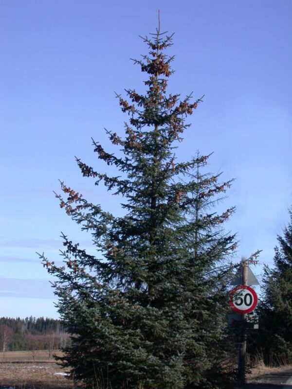 <i>Picea sitchensis</i>