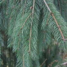 Close-up of weeping Norway spruce branches with soft, drooping needles. The evergreen foliage has a blue-green hue, creating a tranquil and natural scene.