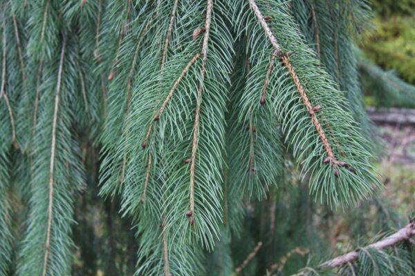 <i>Picea smithiana</i> - Image 2