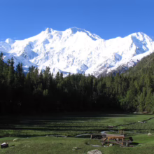 Snow-capped Nanga Parbat looms over a lush green meadow in Fairy Meadows, Pakistan. Pine trees frame the stunning mountain view, with a picnic table inviting exploration.