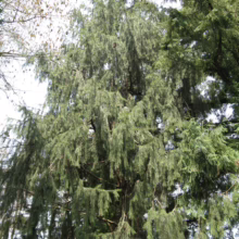 A tall weeping spruce tree with long, drooping branches and dark green needles. Cones are visible amongst the foliage. The tree stands prominently against a bright sky and other trees.