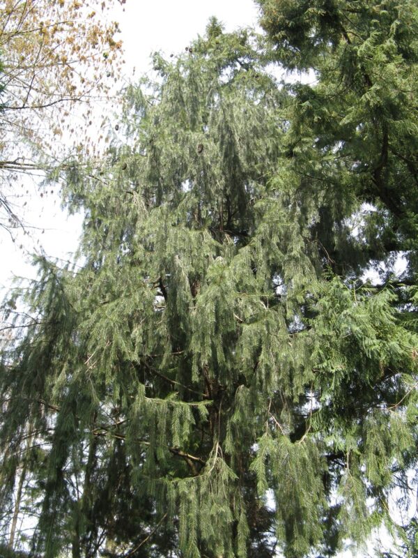 <i>Picea smithiana</i> - Image 4