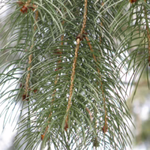Close-up of a spruce branch with vibrant green needles cascading downward, showcasing its texture and natural beauty against a blurred, bright background.