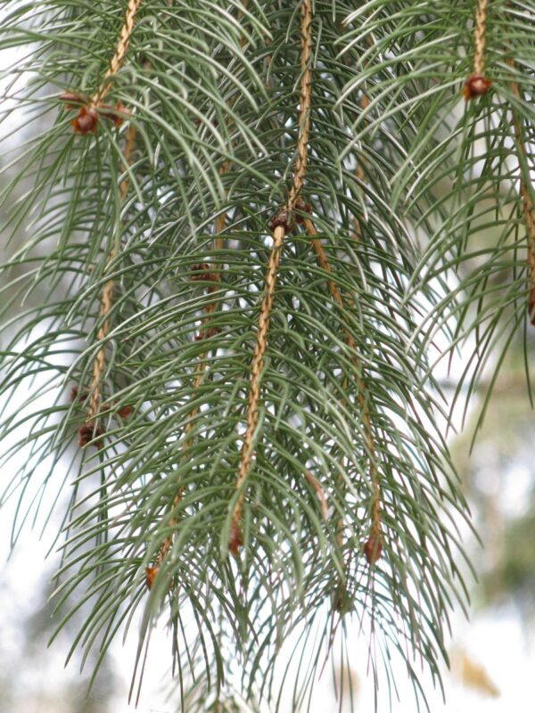 <i>Picea smithiana</i> - Image 5