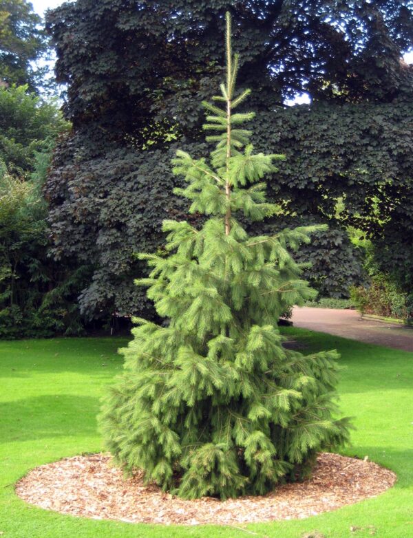 <i>Picea smithiana</i>