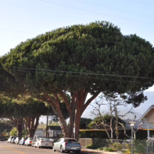 Lush, mature trees line a sunny street, their dense green canopies creating a unique, rounded shape. Cars are parked along the road, with houses and mountains visible in the background.