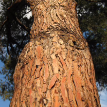 Towering pine tree with thick, reddish-brown bark, viewed from below. The bark shows deep ridges and patterns, reaching upwards towards the blue sky and green needles.