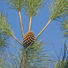Close-up of a pine cone nestled among long green needles on a pine tree branch against a bright blue sky.