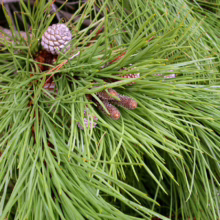Close-up of a pine branch with long, vibrant green needles and small, immature pine cones, showcasing the textures and details of coniferous foliage.