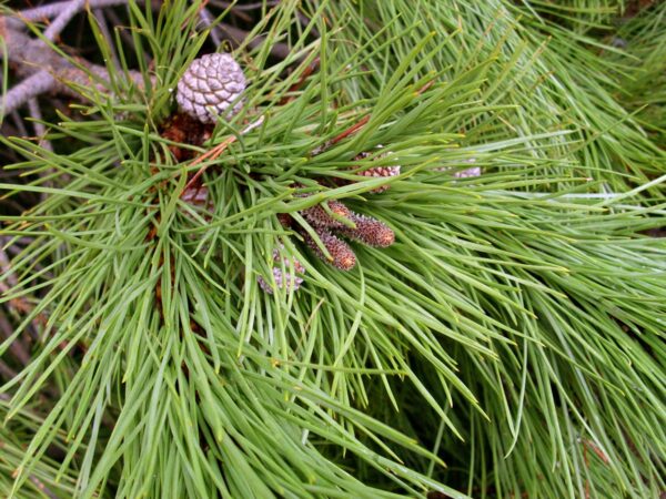 <i>Pinus pinea</i> - Image 4