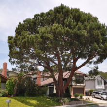 A large, mature pine tree dominates a suburban front yard, casting shade over a well-maintained lawn and surrounding houses. The tree's full, rounded canopy contrasts with the tidy neighborhood landscape.