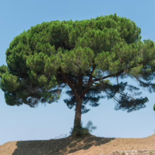 Italian stone pine tree with a rounded, umbrella-shaped canopy stands on a grassy mound against a clear blue sky. A classic Mediterranean landscape.