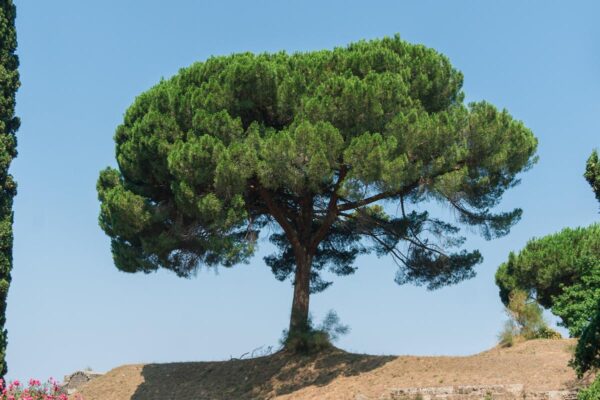 <i>Pinus pinea</i> - Image 6