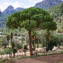 Lush green umbrella pine tree stands tall in a Mallorca landscape, with mountains rising in the background. Palm trees and olive groves dot the scene under a blue sky with scattered clouds.