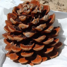 Close-up of a large, mature brown pine cone with open scales, resting on white paper. The texture of the cone and the surrounding paper are clearly visible.