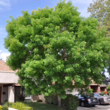 Large green tree dominates the front yard of a stucco house with a brown roof. Two cars are parked in the driveway, with a lush lawn and garden completing the suburban scene.