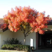 A tree ablaze with autumn colors stands proudly beside a building with a terracotta tile roof. The vibrant red leaves contrast beautifully with the building's neutral facade and manicured landscaping.