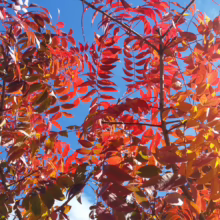 Brilliant red and orange autumn leaves against a clear blue sky. Fall foliage creates a vibrant canopy, showcasing the beauty of the season.