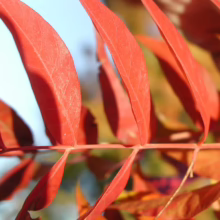Close-up of vibrant red sumac leaves on a branch, backlit by a bright sky, showcasing fall foliage color and texture.