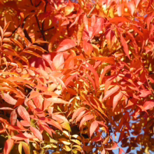 Brilliant orange and red leaves of a tree in autumn. Sunlight filters through the foliage, creating a warm, vibrant scene. The leaves are densely packed, showcasing the rich colors of the fall season.