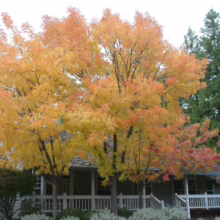 Autumn splendor: A vibrant golden ash tree, its leaves ablaze with yellow and orange, stands before a charming house with a white porch. Evergreen trees provide a lush backdrop.