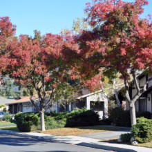 Suburban street scene with vibrant autumn foliage. Red and green trees line the road in front of well-kept homes and lawns, creating a picturesque neighborhood view under a clear blue sky.