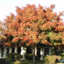 A vibrant Chinese Pistache tree in full autumn color, its leaves a mix of red, orange, and green, stands in front of a building with a red tile roof. Bushes and green groundcover surround the base of the tree.