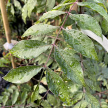 Close-up of a Wisteria tree branch with pinnately compound leaves, glistening with raindrops. The burgundy stem supports several vibrant green leaflets, showcasing the plant's natural beauty.
