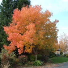 Brilliant orange tree ablaze with fall color stands out against a lush green backdrop in a suburban neighborhood. A charming residential street with houses and manicured lawns completes the autumn scene.