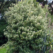 Pittosporum crassifolium (Karo) thick plant.
