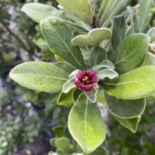 Pittosporum crassifolium (Karo) flower.