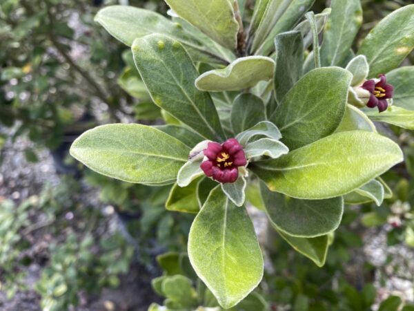 <i>Pittosporum crassifolium</i> - Image 3