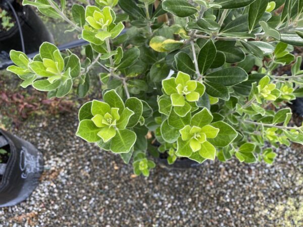 <i>Pittosporum crassifolium</i> - Image 4