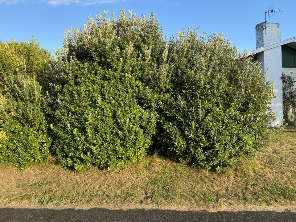 Pittosporum crassifolium (Karo) bush.